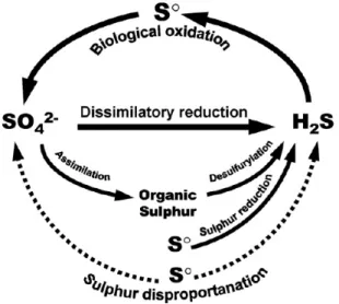 Figure 1. 10 - Microbial sulfur cycle, from (Tang et al 2009). 