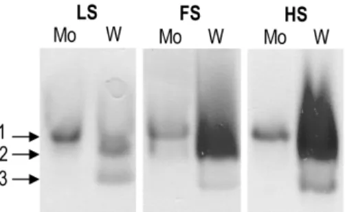 Figure  2.2.  Non-denaturing  polyacrylamide  gels  stained  for  FDH  activity,  of  soluble extracts of D