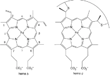 Figure 1.3.   Chemical structures of heme b and heme c. The  Fisher  numbering  system  for  heme  substituents  is  shown  for  heme  b