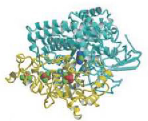 Figure  1.8.  Ribbon  diagram  of  the  three-dimensional  structure  of   [NiFe]-hydrogenase  from  D