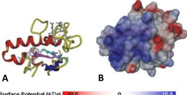 Figure  1.9.  View  of  the  fully  oxidized  three- three-dimensional  structure  of  D