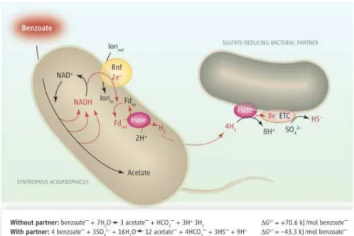 Figure  1.10.  Hypothetical  electron  transfer  between  S.  aciditrophicus  and  a  sulfate-reducing bacterial partner during the anaerobic oxidation of benzoate