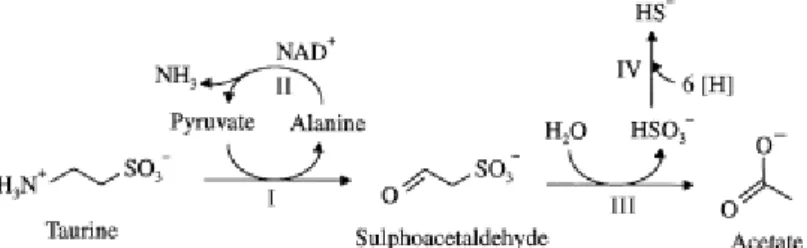 Figure  1.11.  The  degradative  pathway  of  taurine  in  B. 