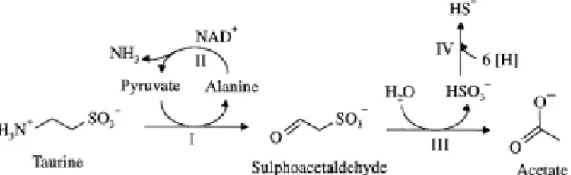 Figure  1.11.  The  degradative  pathway  of  taurine  in  B. 