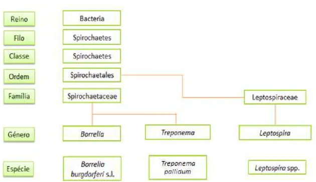 Figura 5 – Representação esquemática da taxonomia da Ordem Spirochaetales (esquema  original da autora)