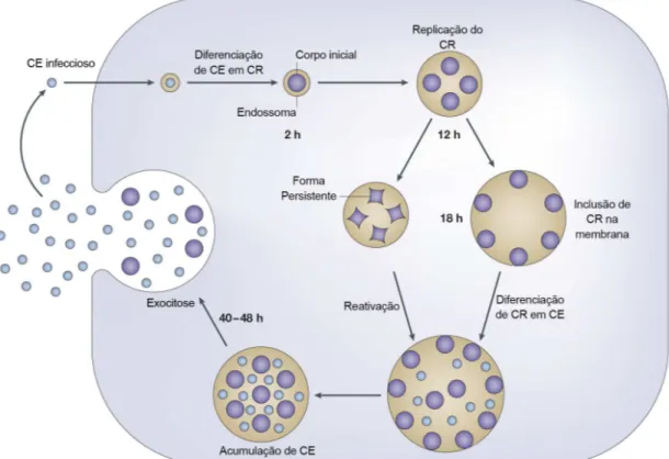 Figura 1 - Representação esquemática do ciclo infeccioso de Chlamydiae, apresentando  os  diferentes  estádios  das  duas  formas  morfológicas:  o  corpúsculo  reticulado  (CR)  e  o  corpúsculo elementar (CE) 