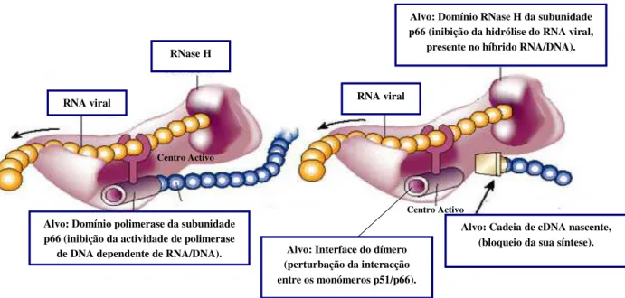 Figura 1.21. Ilustração do mecanismo de acção dos inibidores da protease  (disponível em www.medscape.com/...86/458640/458640 fig.htlm)