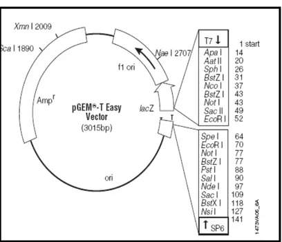Figura  2.3.  Mapa  físico  do  vector  plasmídico  de  3015  pb,  pGEM-T ® Easy  (Promega,  EUA)