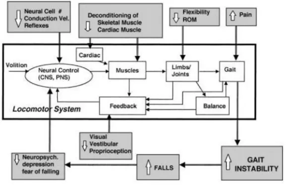 Figura 2 - Diagrama simplificado ilustrando alguns dos parâmetros fisiológicos  e fatores neurofisiológicos que podem estar associados à instabilidade na marcha 