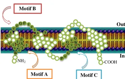Figure  1.6.  Representation  of  the  structural  model  of  a  SMR  transporter  with  four  TMS