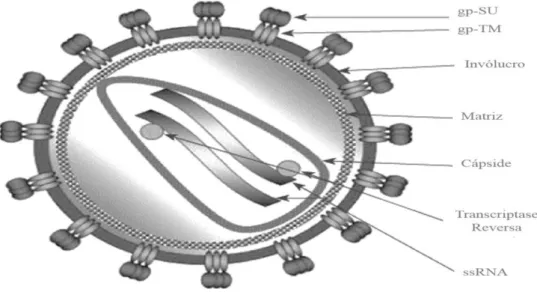 Figura 3: Organização genómica do VIH-1 e do VIH-2 (Adaptado de Los Alamos HIV Database)