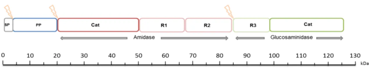 Figure 5  –  (A) Structure of the catalytic domain of AmiE amidase (without repeats R1,2) of  S