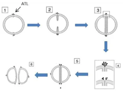 Figure 6 - Model for the function of atl gene products in cell-cell separation. Localization of atl gene  products at the cell surface for the different cell division phases; 1 – beginning of septum formation; 2 –  septum invagination; 3 – complete septum 