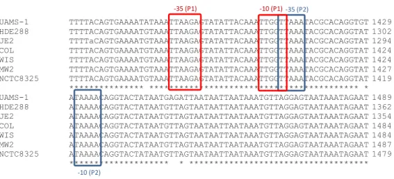 Figure  8  -  Alignment  of  the  two  promoter  candidates  sequences  of  ATL  of  S