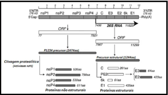 Figura  1.2  Organização  do  genoma,  genes  e  produtos  de  expressão  de  CHIKV.  O  genoma de CHIKV assemelha-se a um mRNA eucariótico dotado de 5’cap e cauda  poli-A