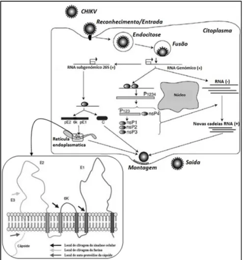 Figura 1.3 A. Ciclo replicativo de CHIKV. Após ligação à célula hospedeira, o vírus é endocitado