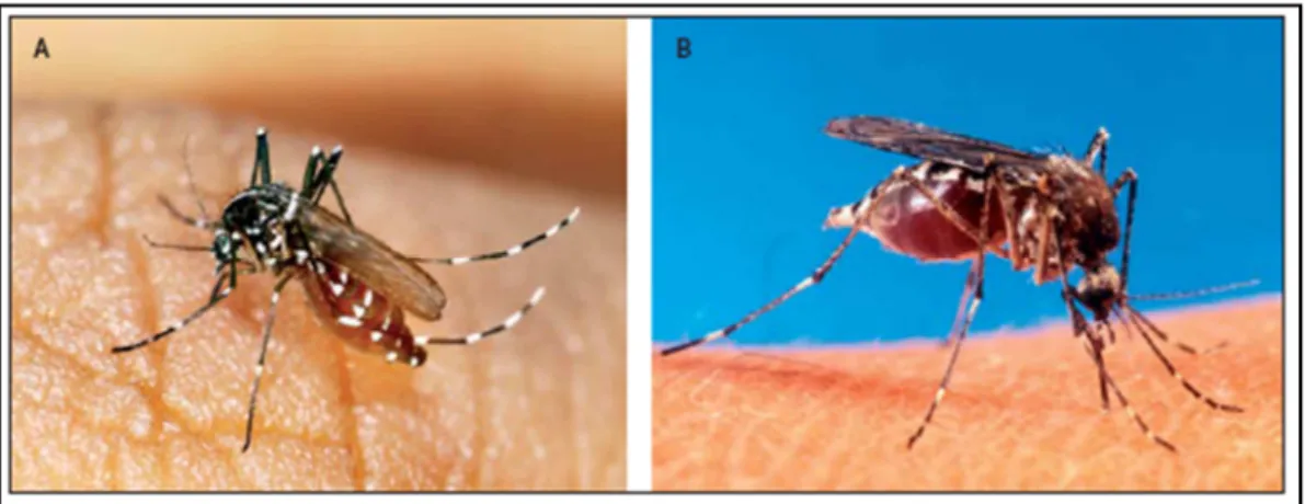 Figura  1.5  (A)  O  vector  Aedes  albopictus  sobrevive  em  ambientes  temperados  onde  Aedes  aegypti  (B)  não  consegue  sobreviver,  tornando-o  um  veículo  de  doenças  tropicais  para  os  países ocidentais