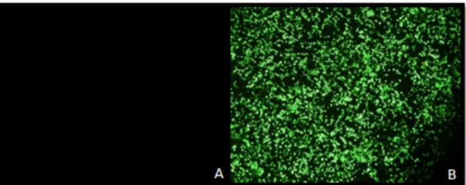Figura 3.4 Imagens de células HEK 293T (A) e células HEK 293T transfectadas com plasmídeo pEGFP- pEGFP-delta (B) observadas em microscopia de fluorescência (ampliação 100x)