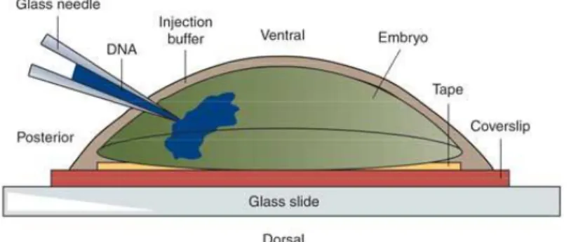 Figure 7. Schematic representation of mosquito embryo injection. Adapted from Lobo et al.,  2006.