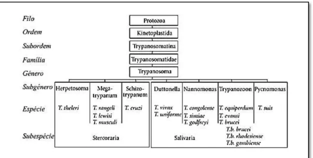 Figura 1.1 - Classificação taxonómica dos tripanossomas dos mamíferos.  A espécie relevante  para o estudo,  T.b