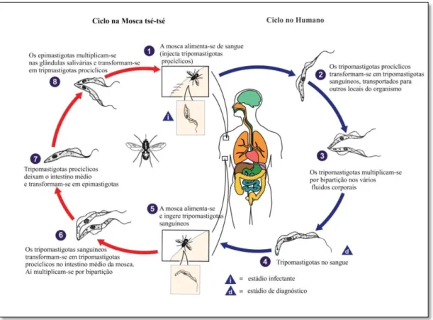 Figura 1.3 - Ciclo de Vida dos tripanossomas Africanos. Envolve os insectos vectores que propagam,  enquanto  se  alimentam,  os  tripanossomas  ao  hospedeiro  mamífero