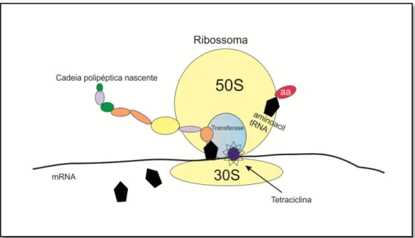 Figura 1.6 - Acção das tetraciclinas. Ligando-se ao local A da subunidade 30S do ribossoma bacteriano,  as tetraciclinas não permitem o continuar da  formação da  cadeia péptica, impedindo a adição de novos  aminoácidos (aa)
