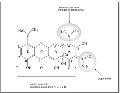 Figura 1.7 -  Estrutura bidimensional da minociclina. A acção farmacológica deste grupo de antibióti- antibióti-cos deve-se a estruturas conservadas em todas as tetraciclinas como o grupo amida em C2 ou a  configura-ção  de  C4