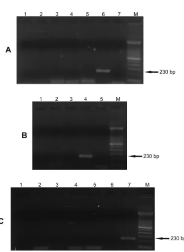 Fig. 2 - Gel showing the analytical sensitivity of the 230 bp fragment of the kDNA of  Leishmania infantum