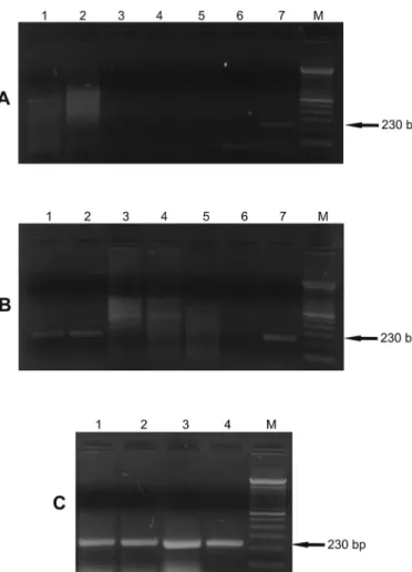 Fig. 4 - Gel showing the specificity of the 230 bp fragment of the kDNA of Leishmania infantum  in clinical samples