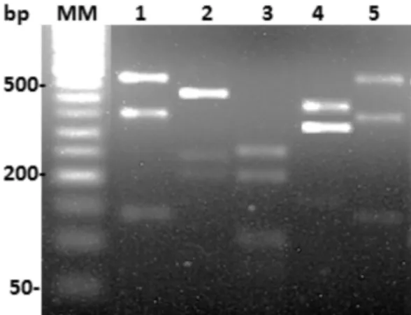 Figure 1 shows the restriction patterns of the six WHO reference strains. 