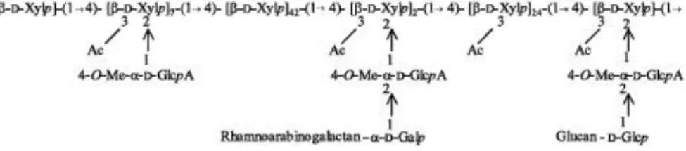 Figura 1.4 – Estrutura proposta para a xilana de Eucalyptus globulus (incluindo o terminal  redutor constituído pelo fragmento [ 3)– –L–Rhap–(1 2)– –D–GalpA–(1 4)–D–Xylp] 