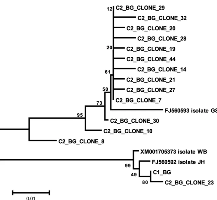 Figure 3. Evolutionary relationships of Bg sequences. Sequences starting with C2 are alleles cloned from cyst C2