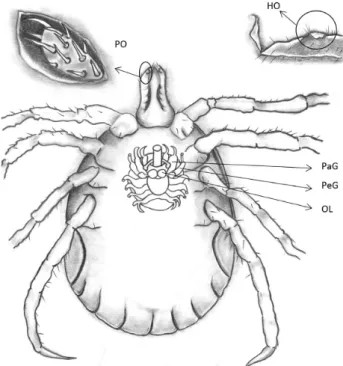 Figure 1. Drawing of adult tick highlighting: - palpal organ (PO)  where neuronal projections were observed to reach the palpal ganglion  (PaG); and Haller’s organ (HO) where neuronal projections extending  to pedal I ganglion (PeG) were observed to reach 