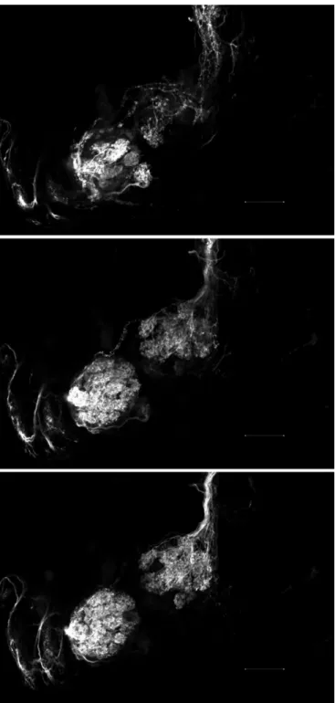Figure 3. Different CLSM sections of the right and left olfactory  lobes in the synganglion of a female Amblyomma americanum stained  with Dextran tetramethylrhodamine