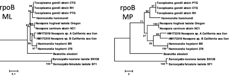 Figure 2. Phylogenies based on rpoB. [ML]: Maximum Likelihood. [MP]: Maximum Parsimony