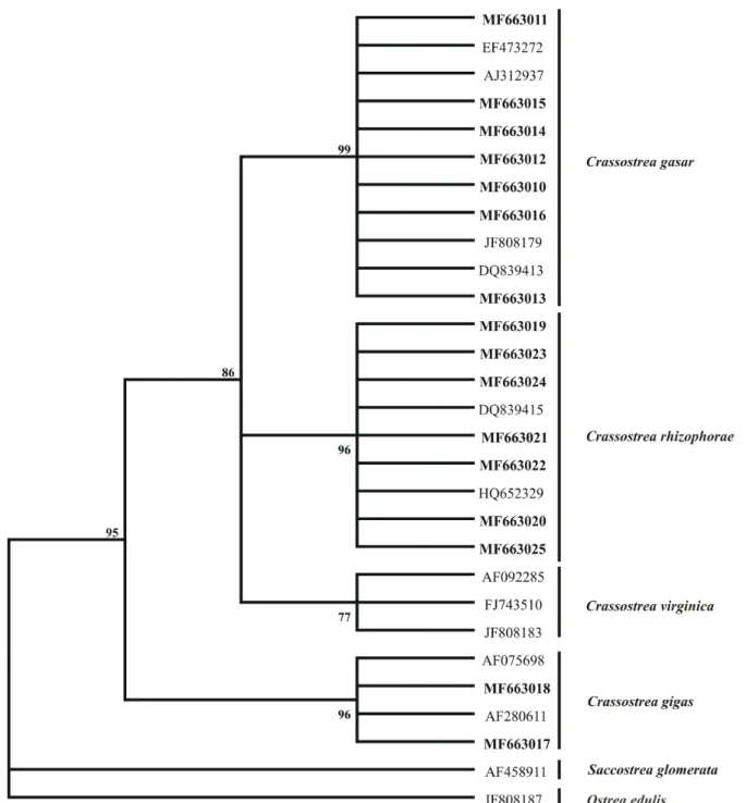 Figure 5. Phylogram showing the results of the maximum parsimony analyses on Crassostrea spp