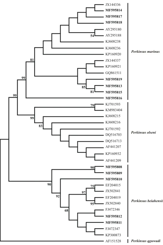Figure 6. Phylogram showing the results of the maximum parsimony analyses on Perkinsus spp