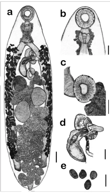 Figure 1. Line drawings obtained from light microscopy of Choledocystus  elegans: (a) general view of the whole worm
