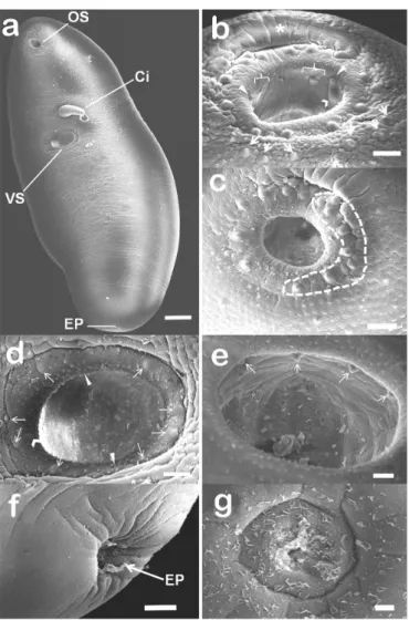 Figure 2. Scanning electron micrographs of Choledocystus elegans: 