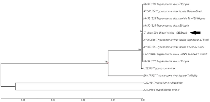 Figure 1. Phylogenetic tree based on Trypanosoma vivax 18SrRNA gene sequences. Sequences were compared using the UPGMA method