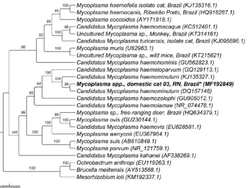 Figure 4. Phylogenetic tree constructed with 860 pb Ehrlichia spp.-16SrRNA sequences, using Bayesian method and GTR+G+I evolutionary  model