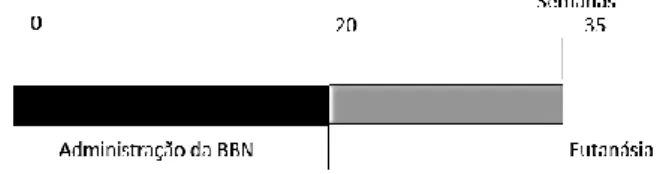 Figura 5: Protocolo experimental