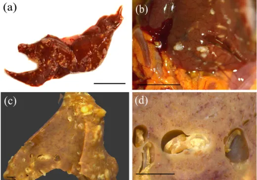 Figure 1. Macroscopic aspects of liver and nematode-cysts in Gymnotus inaequilabiatus