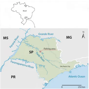 Figure 1. Location of the fishing area (21°39′58”S, 49°8′49”W) of  this study in the Tietê River.