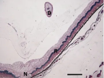 Figure 5. Photomicrograph of a fish eye. Presence of the digenetic  parasite (D), optic nerve (N) and retina (R)