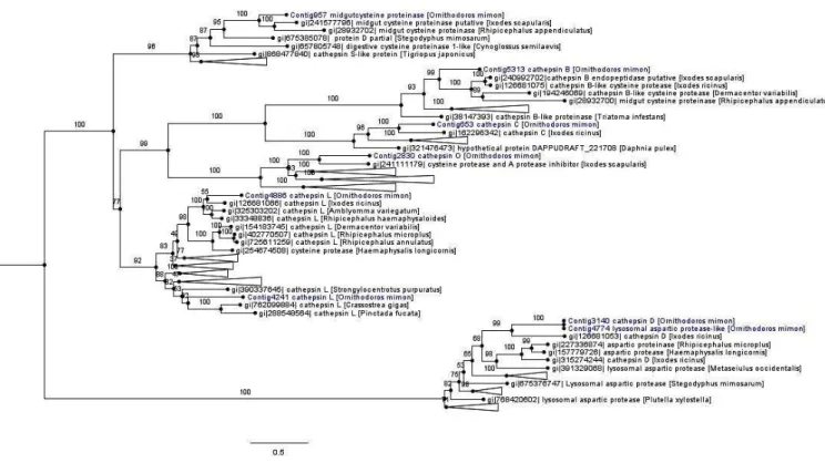 Figure 4. Phylogenetic tree of cathepsin peptidases. Phylogenetic comparison of O. mimon peptidases with selected proteinases that showed  hits in the BLAST search