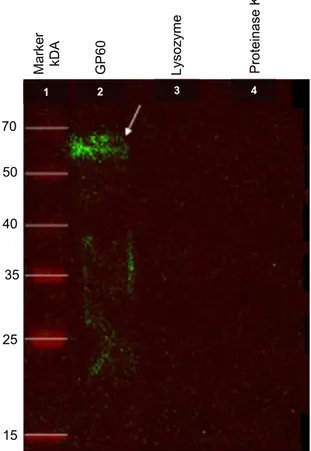 Figure 2. Western blot analysis of purified rGP60. Chemiluminescence. 