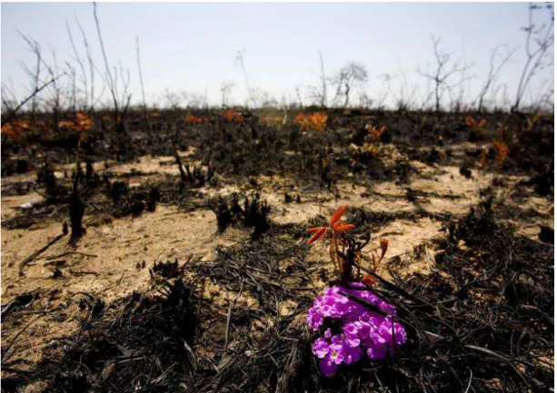 Figura 6: Recuperação da vegetação após período de queimadas, no Parque Nacional  Grande Sertão: Veredas