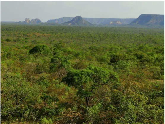 Figura 7: Vegetação do Cerrado no entorno do Parque Estadual Serra das Araras. Autoria:  Frederico Gonçalves 