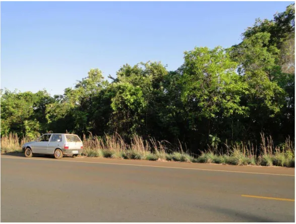 Figura 9: Cerradão em beira de estrada, Unaí  – Autoria: Gabriel de Oliveira 